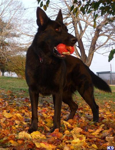 German Shepherd Puppies for Sale